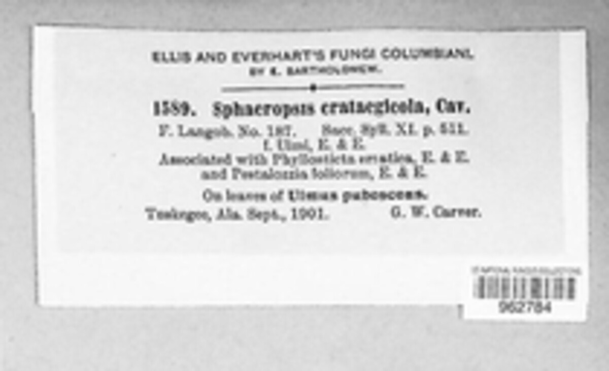 Sphaeropsis crataegicola image